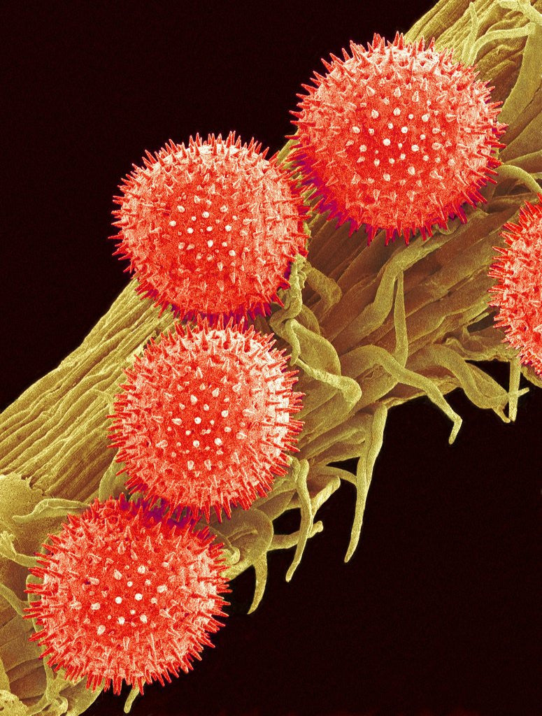 Detail of Pollen on Pistil of Mallow by Anonymous