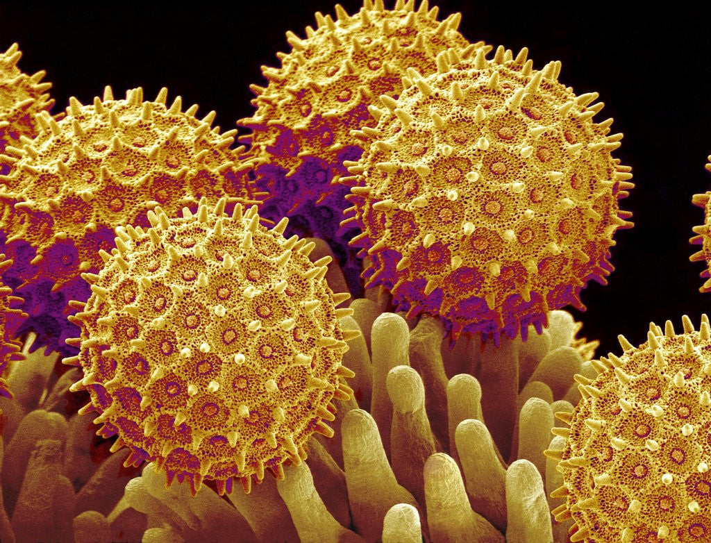 Detail of Pollen on pistel of Morning glory by Anonymous