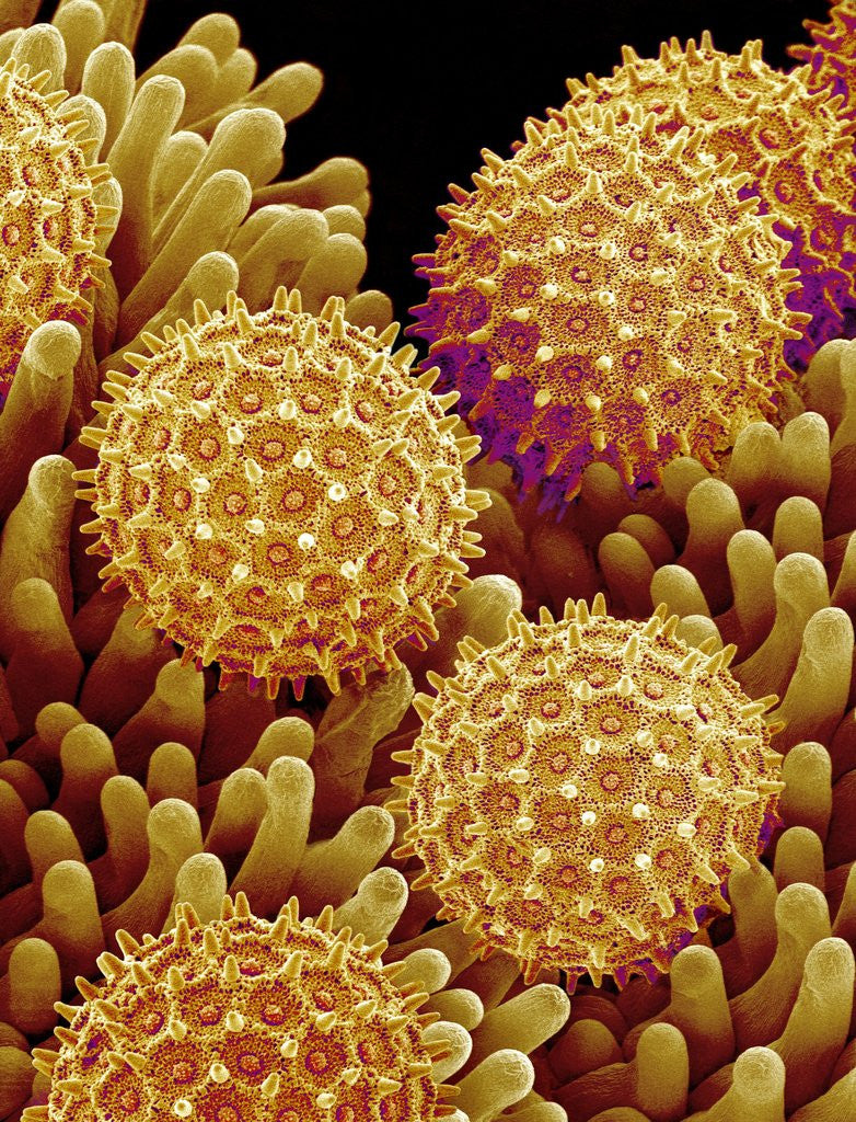 Detail of Pollen on pistel of Morning glory by Anonymous