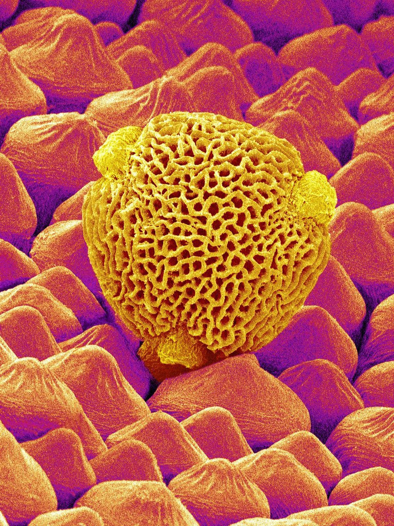 Detail of Pollen of a Geranium by Anonymous