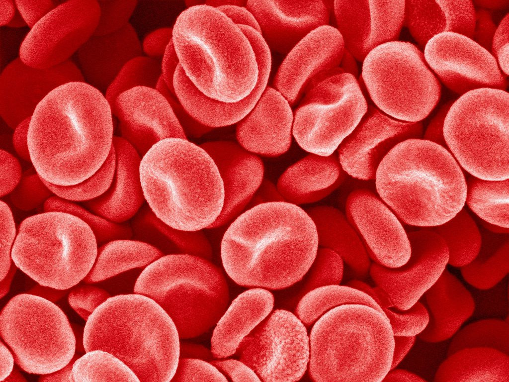 Detail of Human Red blood cells by Anonymous