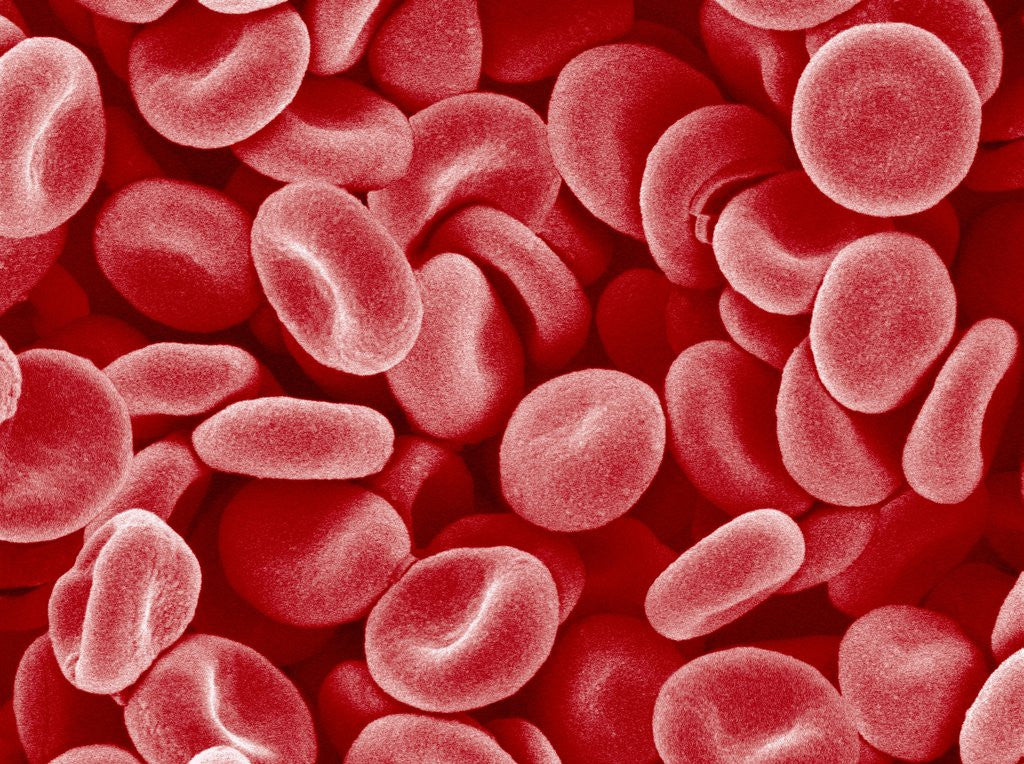 Detail of Human Red blood cells by Anonymous