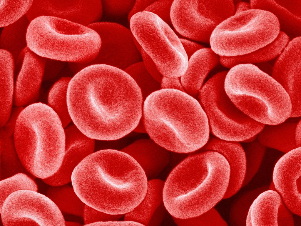 Detail of Human Red blood cells by Anonymous