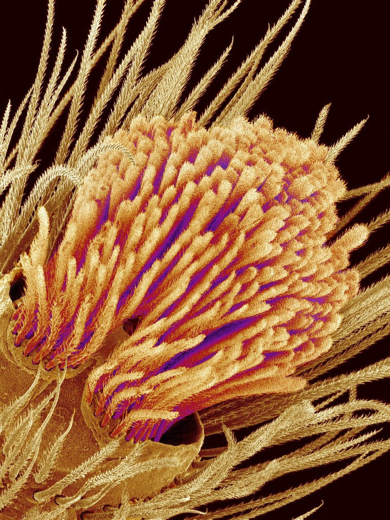 Detail of Hairs on the tip of the leg of a spider by Anonymous