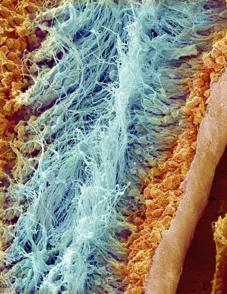 Detail of Sperm in rat testes by Anonymous