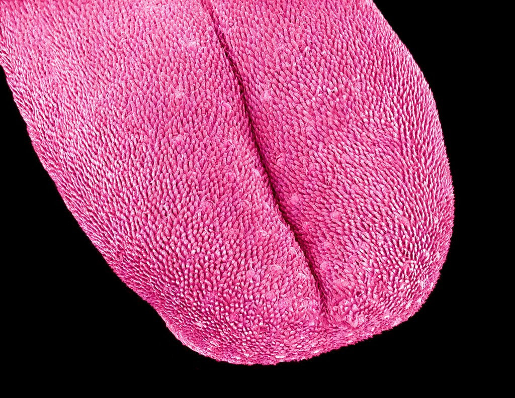 Detail of Mouse tongue by Corbis