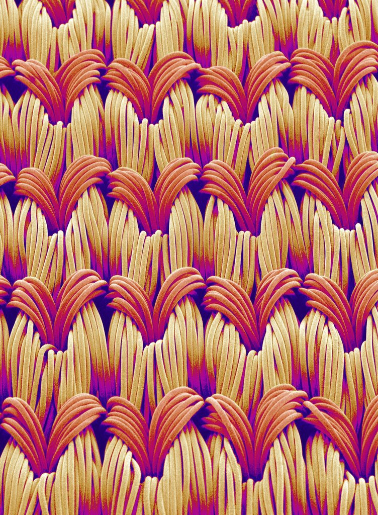 Detail of Cloth of women's underwear by Anonymous