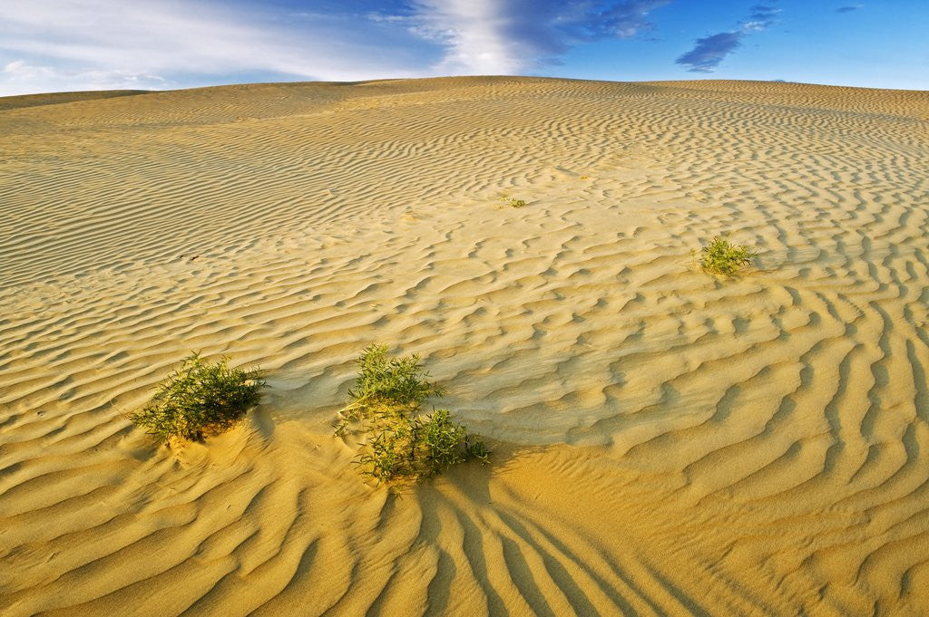 Detail of Pattern in sand dunes by Corbis
