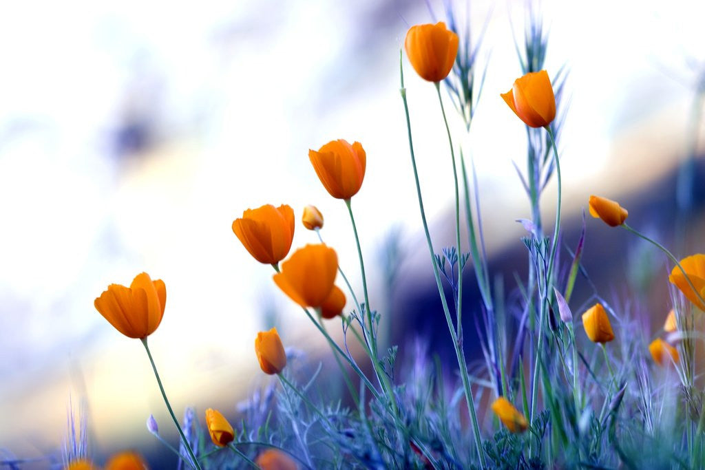 Detail of California poppies in Yosemite National Park by Anonymous