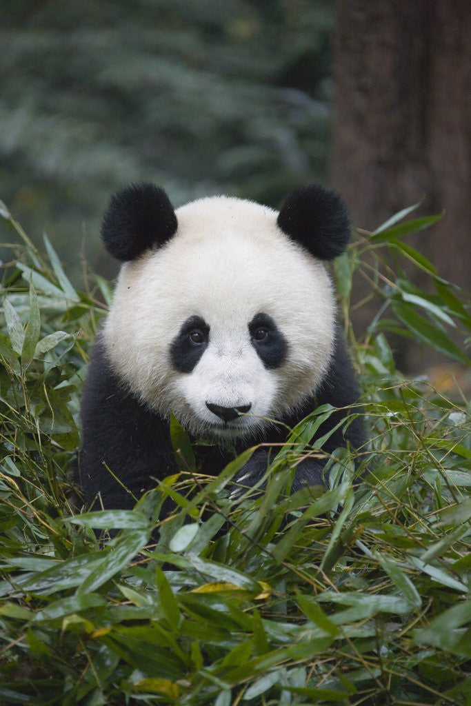Giant panda cub in forest by Corbis