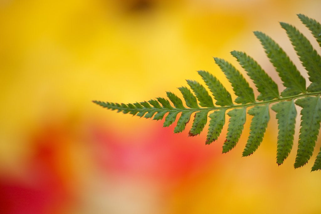 Detail of Fern leaf in fall by Anonymous