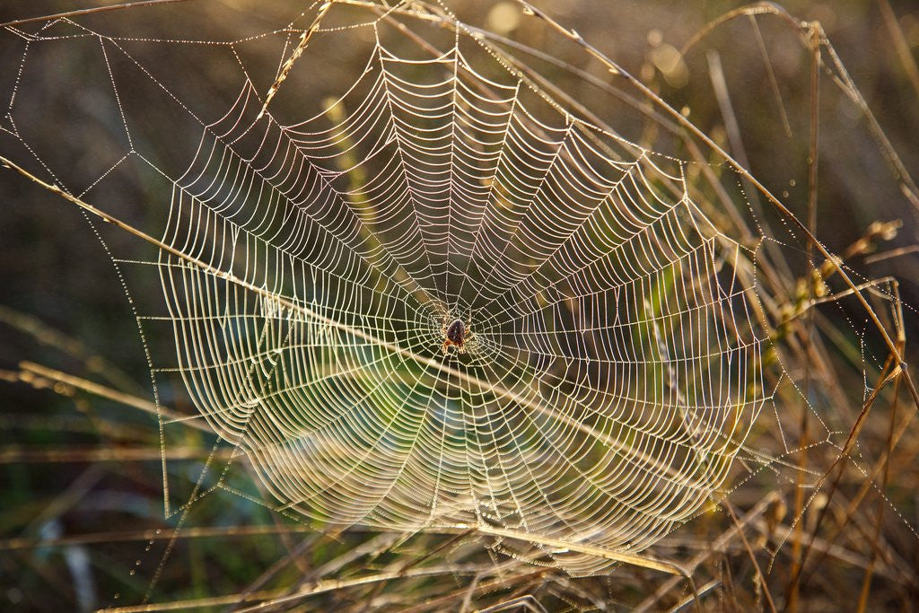 Detail of Dew on spider web on Mt. Hood by Anonymous