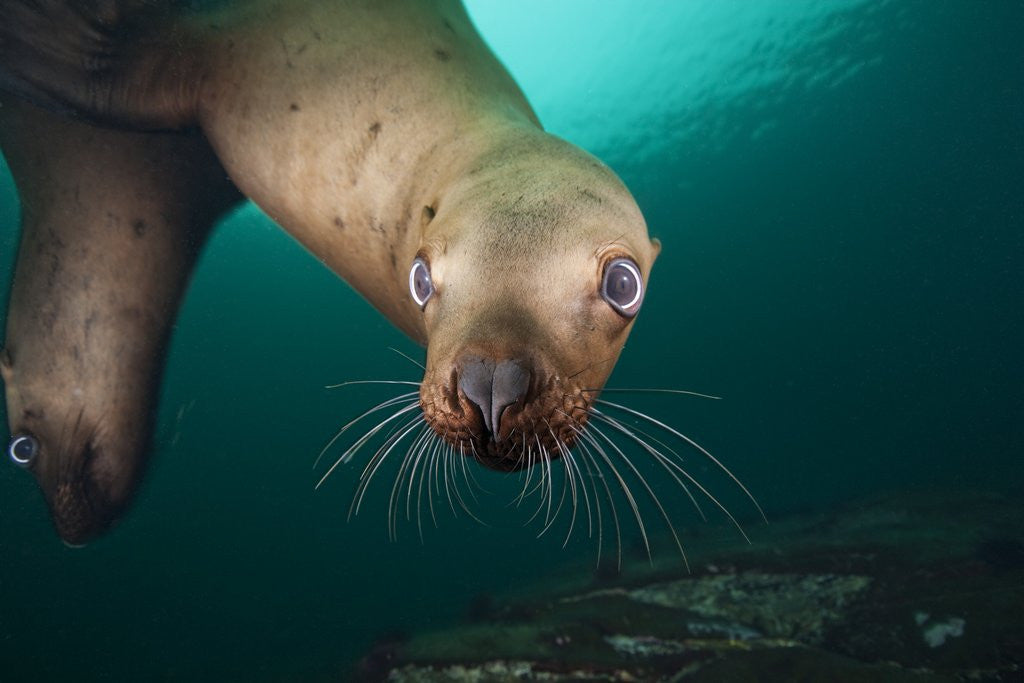 Detail of Steller sea lion underwater by Anonymous