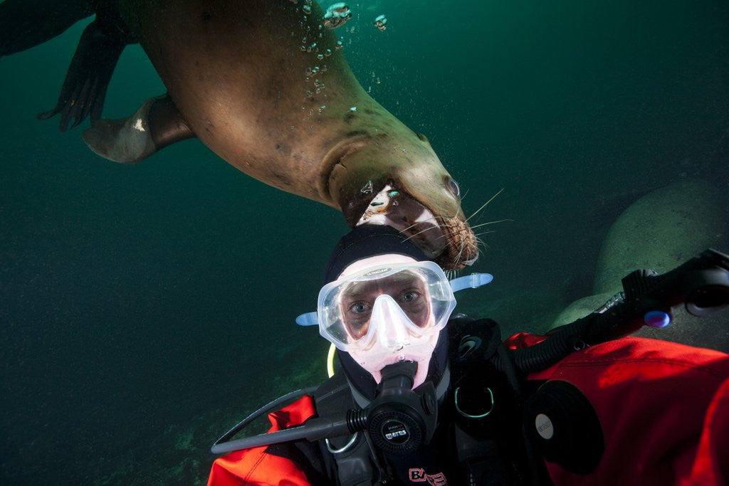Detail of Self portrait of photographer with a Steller sea lion about to bite his head by Anonymous