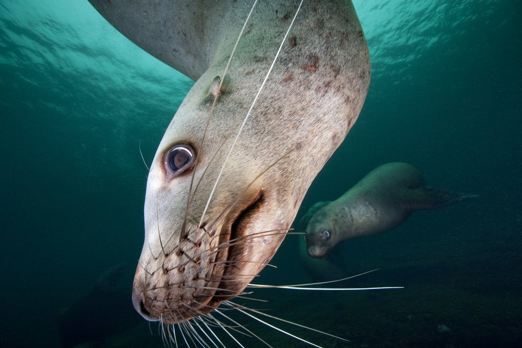 Detail of Steller sea lion underwater by Anonymous