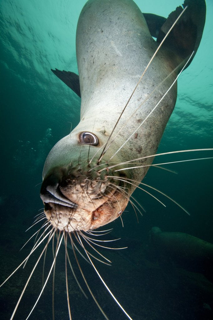 Detail of Curious Steller sea lion swimming underwater by Anonymous