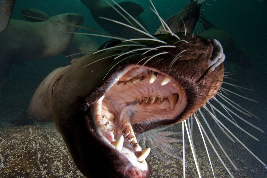 Detail of Closeup of open Steller sea lion mouth, Hornby Island, British Columbia, Canada by Anonymous