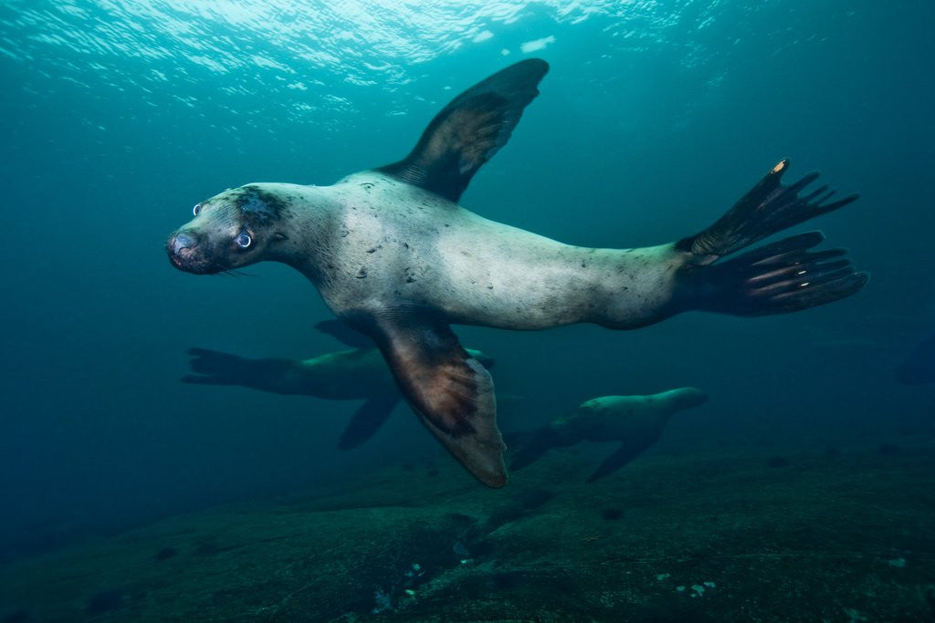Detail of Swimming Steller sea lions by Anonymous