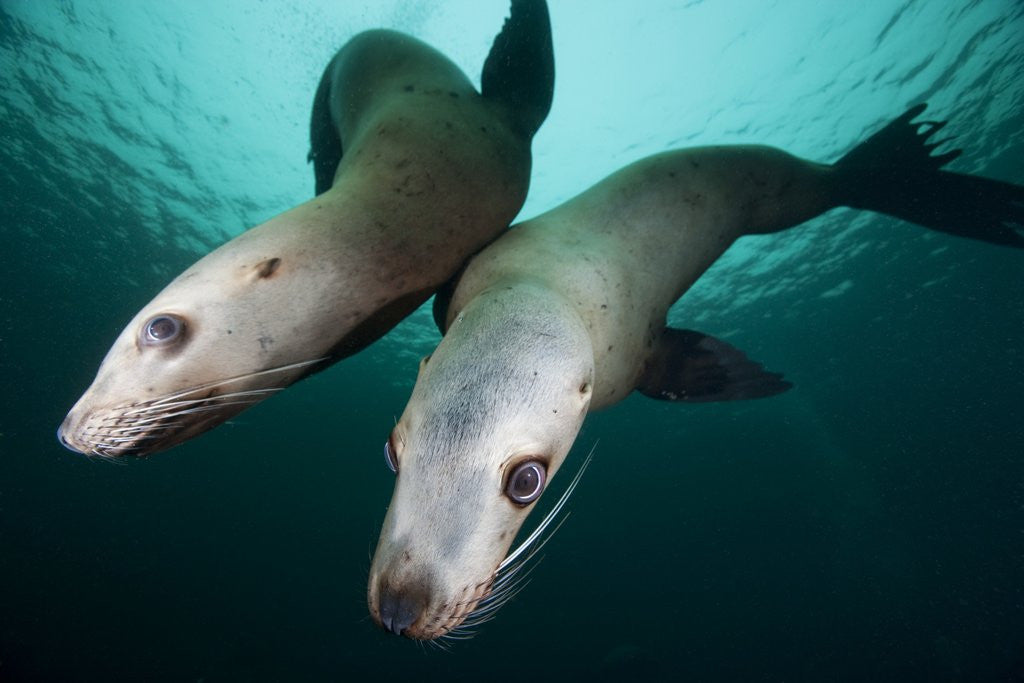 Detail of Steller sea lions by Anonymous