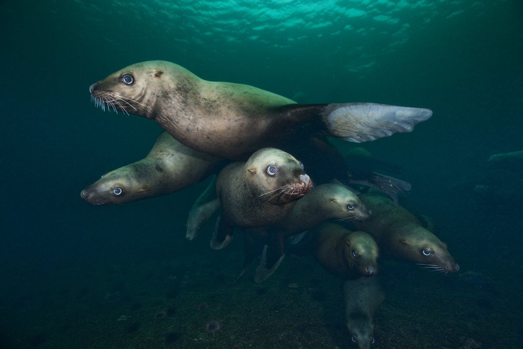 Detail of Steller sea lions swimming underwater by Anonymous