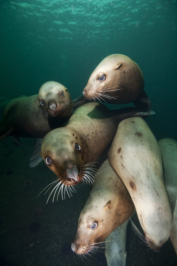 Detail of Swimming Steller sea lions by Anonymous