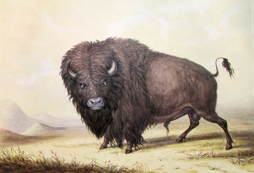 Detail of Bull Buffalo by George Catlin