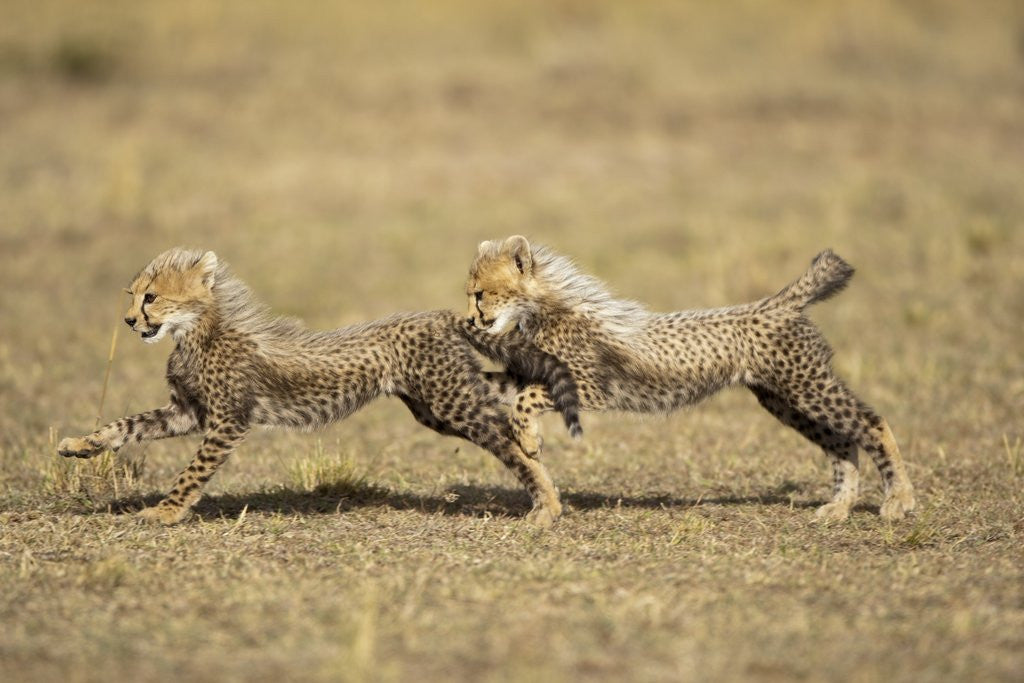 Detail of Cheetah cubs playing on savanna by Anonymous