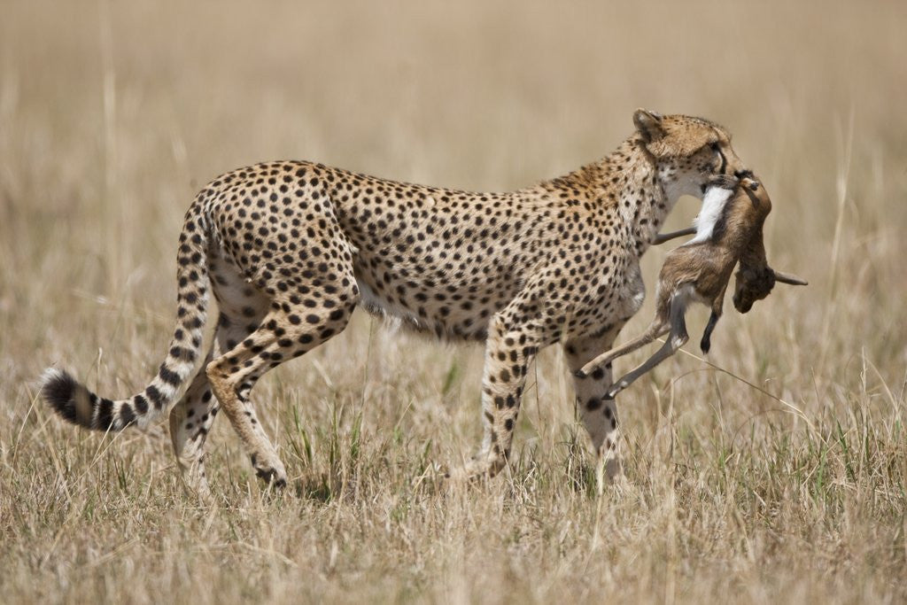 Detail of Cheetah carrying Thomson's Gazelle calf kill by Anonymous