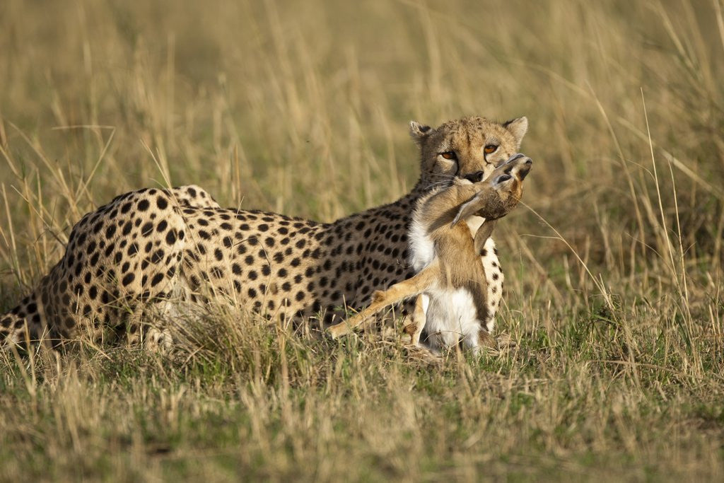 Detail of Cheetah with baby Thomson's gazelle by Anonymous