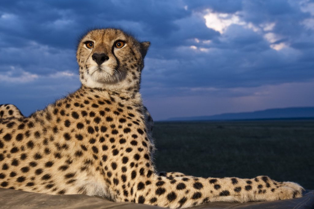 Detail of Cheetah lying on top of safari truck by Anonymous