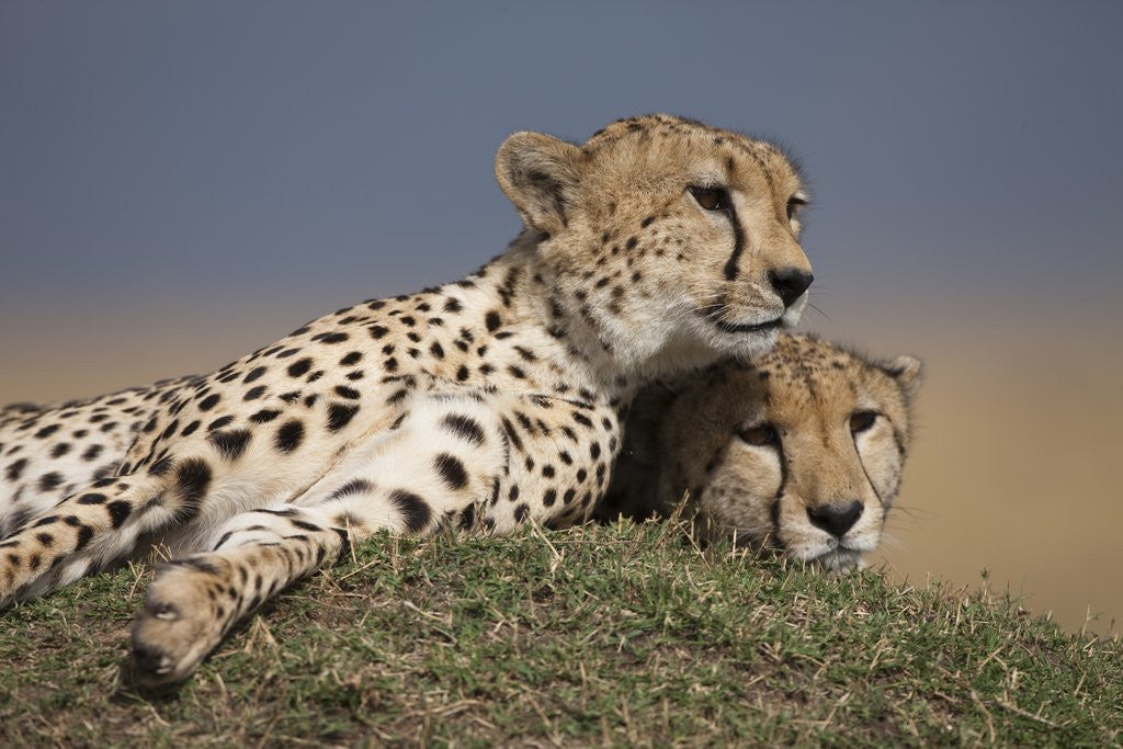 Detail of Cheetahs resting on termite mound by Anonymous