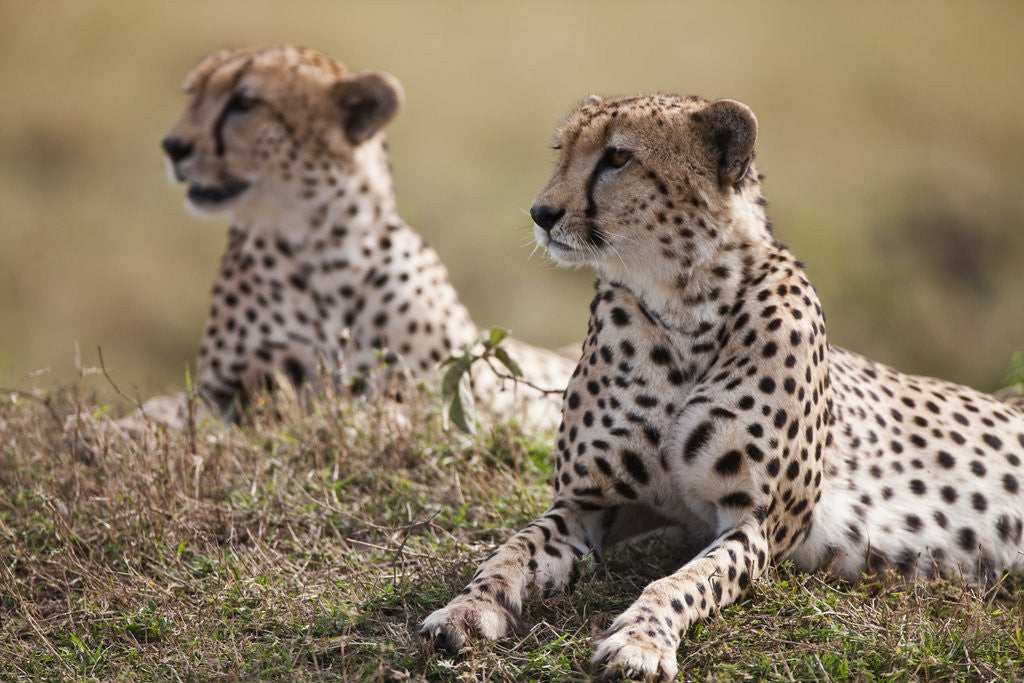 Detail of Cheetahs resting in grass by Corbis