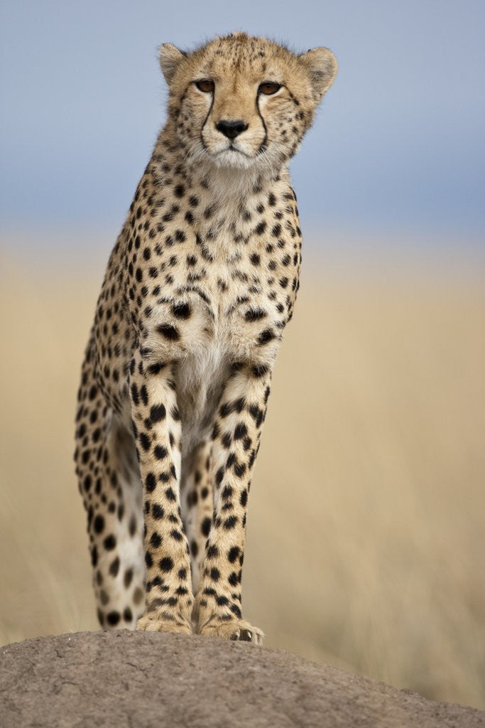 Detail of Cheetah on termite mound by Anonymous