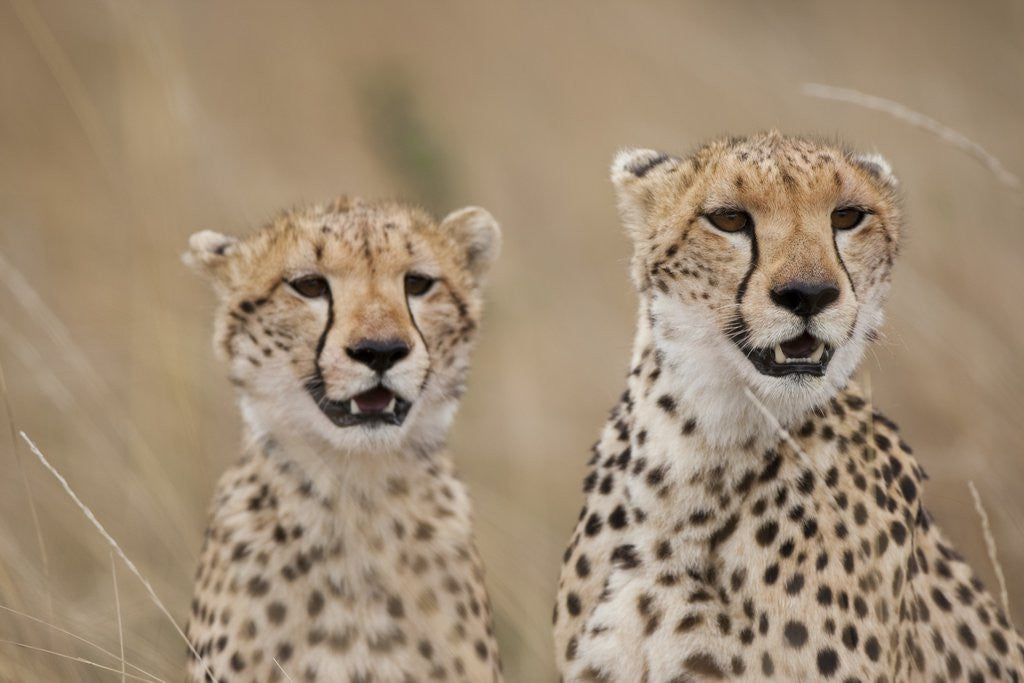 Detail of Cheetahs in tall grass by Anonymous