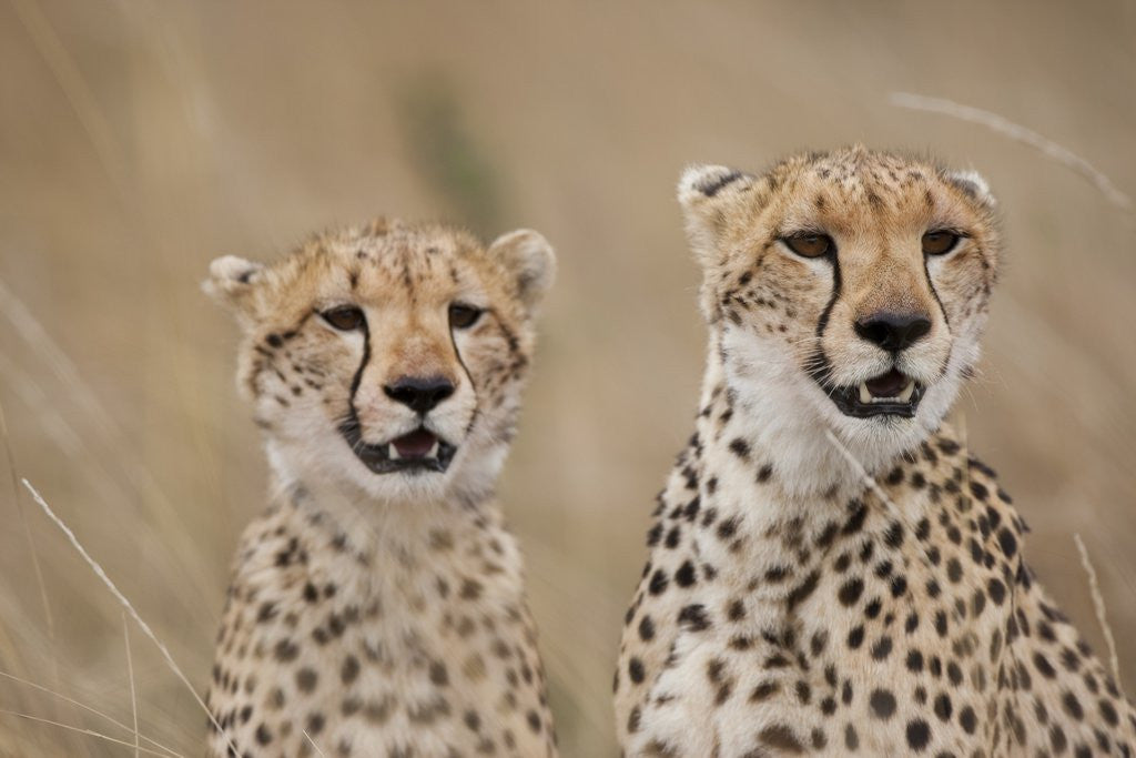 Detail of Cheetahs in tall grass by Corbis