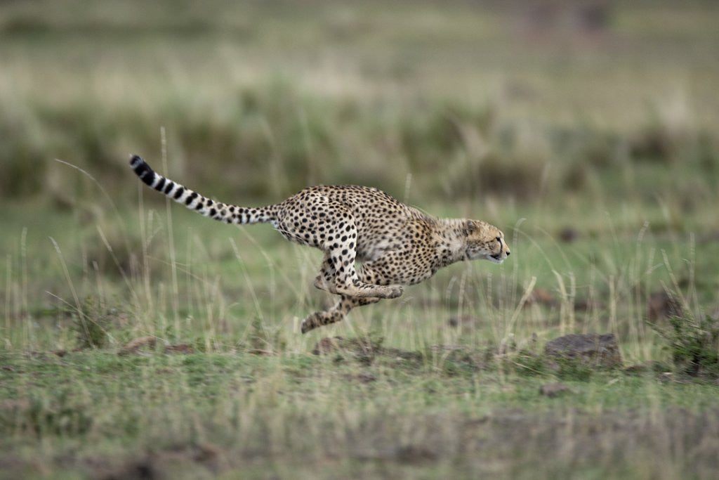 Detail of Adolescent Cheetah cub running in Masai Mara National Reserve by Corbis
