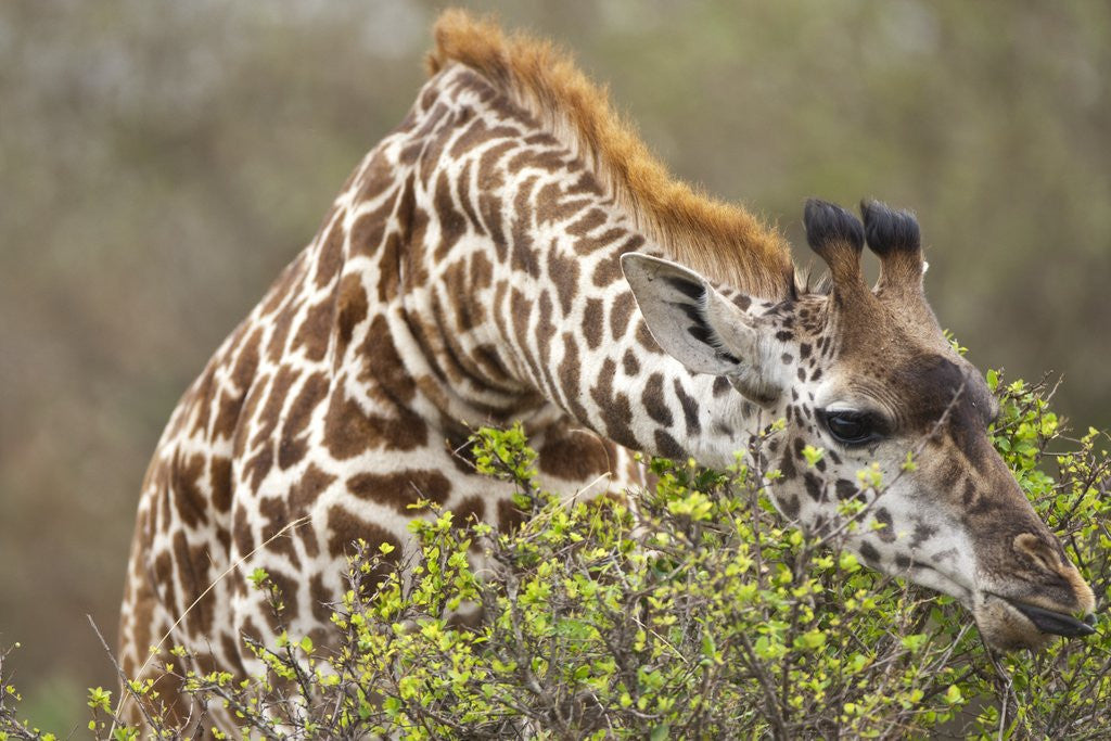 Detail of Giraffe feeding on bush in Masai Mara National Reserve by Anonymous