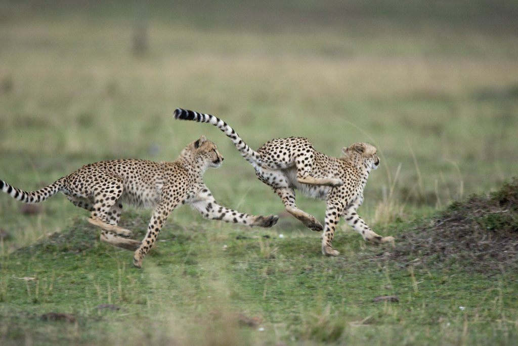 Detail of Adolescent Cheetah cubs chasing each other by Anonymous