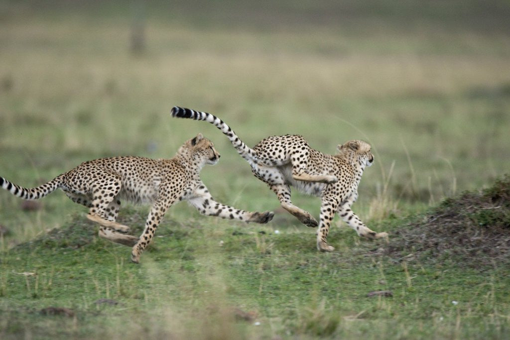Detail of Adolescent Cheetah cubs chasing each other by Corbis