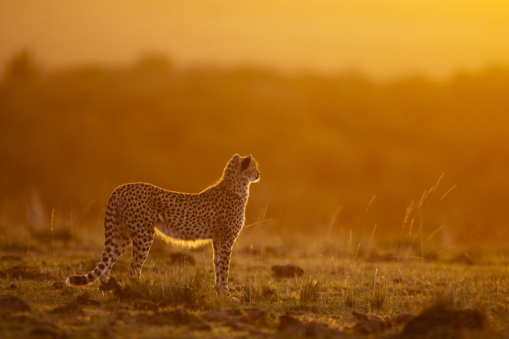 Detail of Cheetah on savanna at sunrise by Anonymous