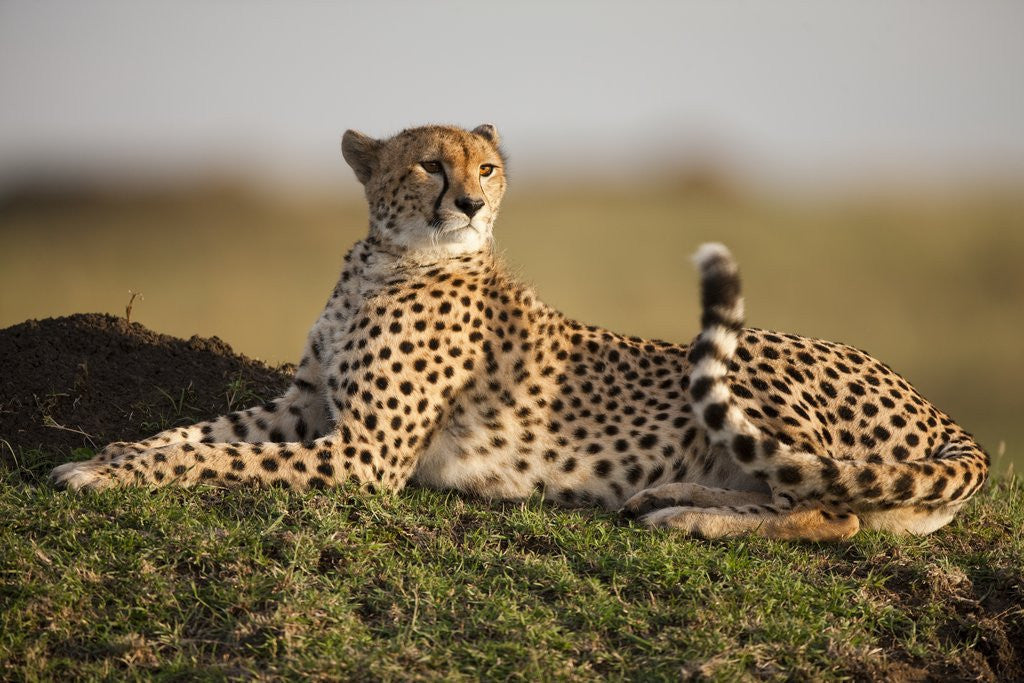 Detail of Cheetah resting on termite mound at dawn by Corbis