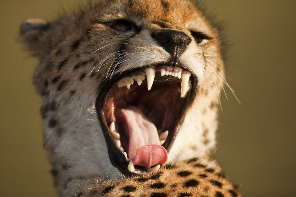 Detail of Cheetah yawning by Anonymous