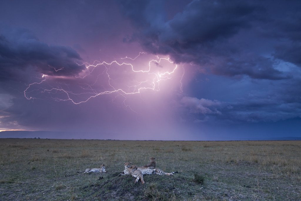 Detail of Lightning above Cheetah with adolescent cubs on termite mound by Anonymous