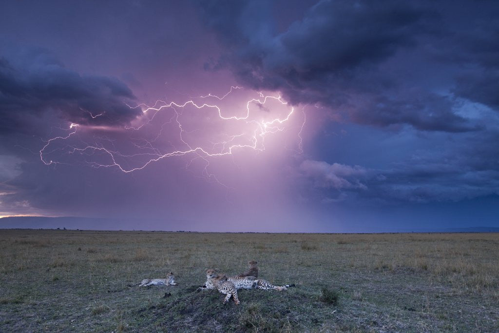 Detail of Lightning above Cheetah with adolescent cubs on termite mound by Corbis