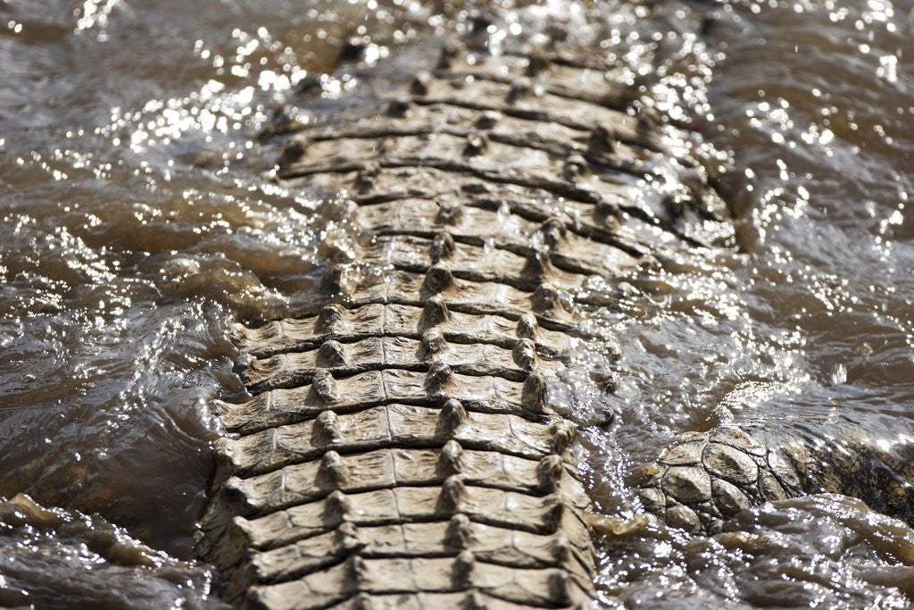Detail of Back of Nile Crocodile in Mara River by Anonymous