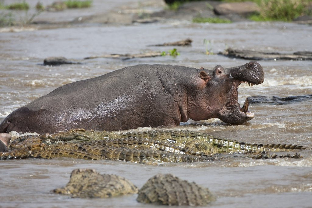 Detail of Hippopotamus threatening Nile crocodiles in river by Anonymous