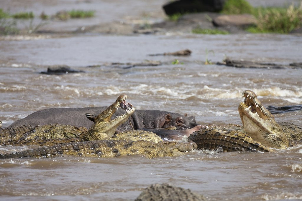 Detail of Hippopotamus threatening Nile crocodiles in river by Corbis