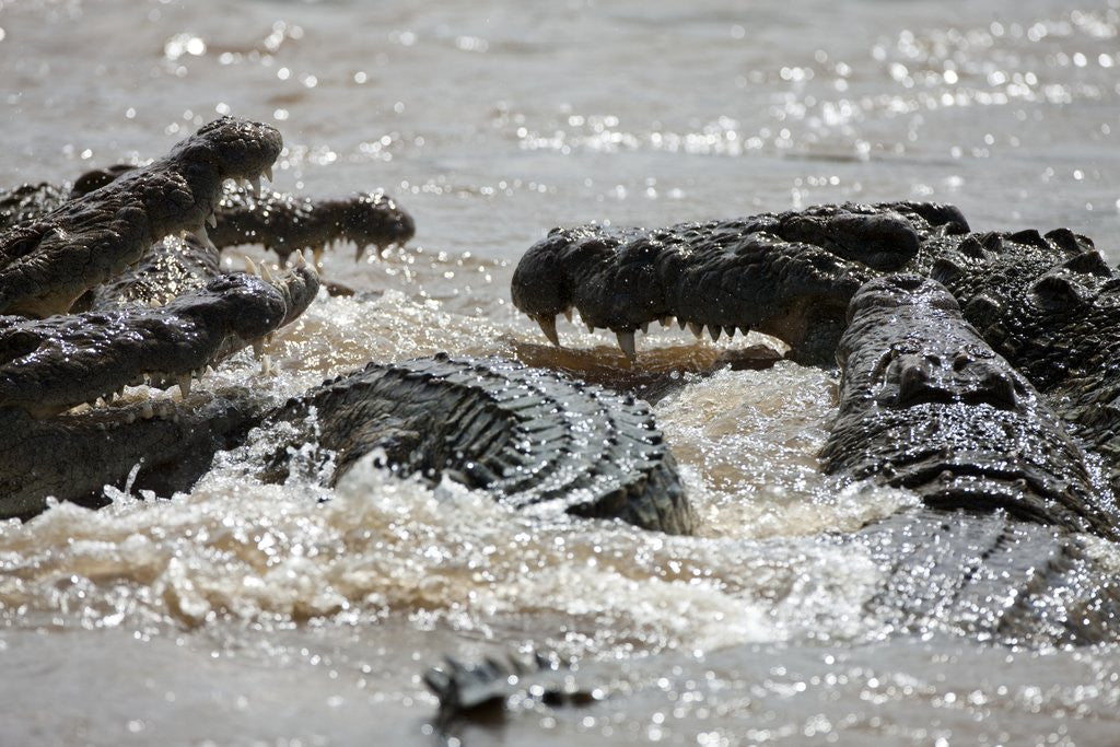 Detail of Nile crocodiles feeding on Wildebeest kill by Anonymous