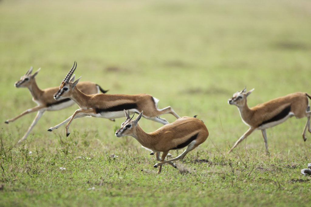 Detail of Thomson's Gazelles running from stalking cheetah by Anonymous
