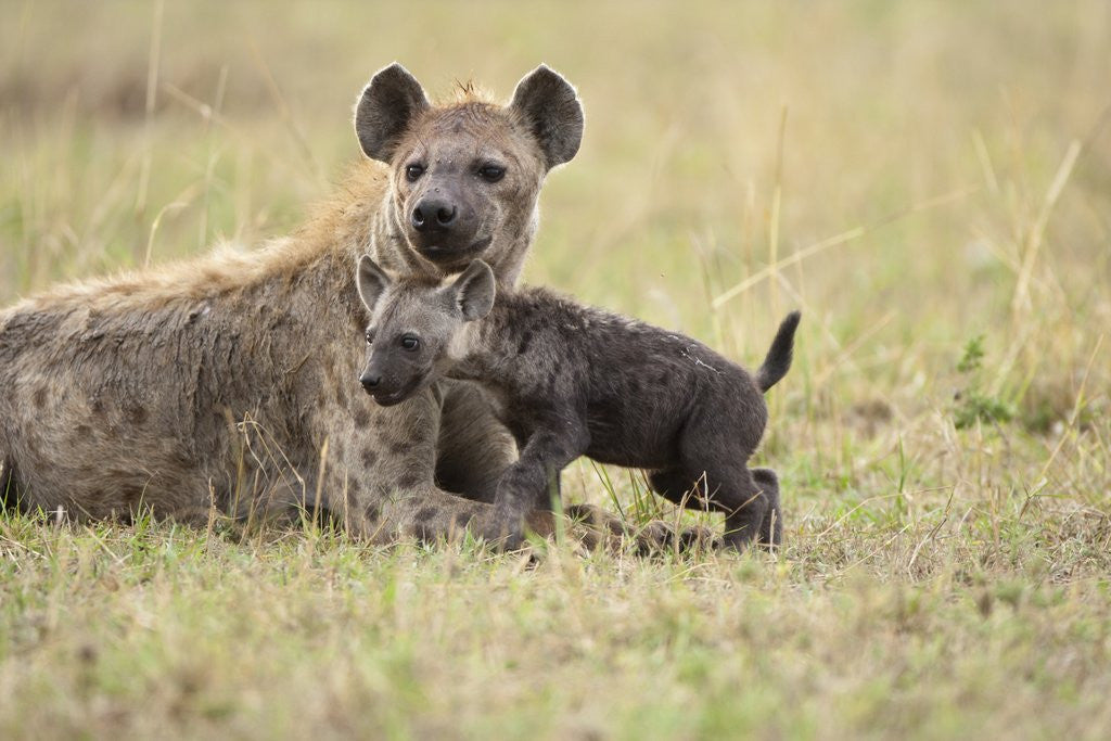 Detail of Spotted hyena and pup by Corbis